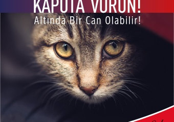 Araca Binmeden Önce Kaputa Vur