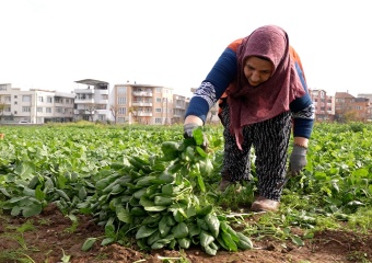 Osmangazi Belediyesi Doğal Üretimle Sofralara Sağlık Sunuyor