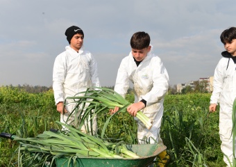 Osmangazi’de Pırasa Hasadıyla Doğallık Sofralara Taşınıyor