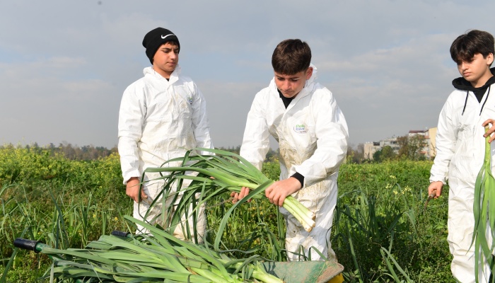 Osmangazi’de Pırasa Hasadıyla Doğallık Sofralara Taşınıyor