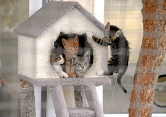 Osmangazi Belediyesi Can Dostların Umudu Oluyor