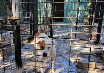 Ata Saldıran Köpek Yakalandı