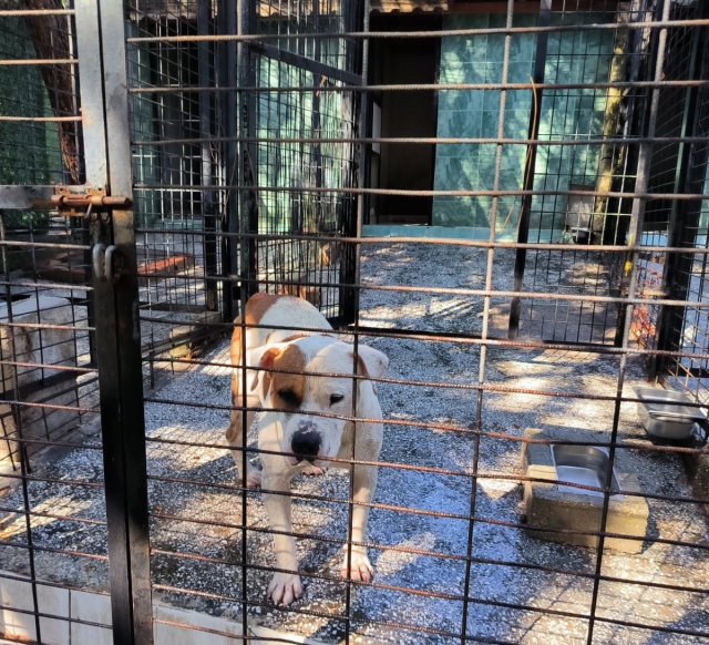 Ata Saldıran Köpek Yakalandı